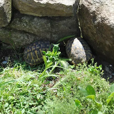 Pensionat Farfalla Bianca