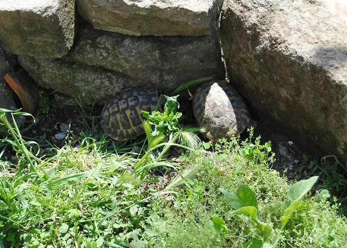 Pensionat Farfalla Bianca